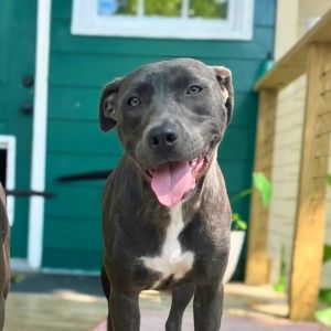 Calyn, Young Female Mixed Breed