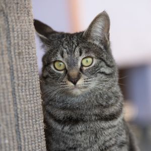 Cathedral, Adult Female Domestic Short Hair