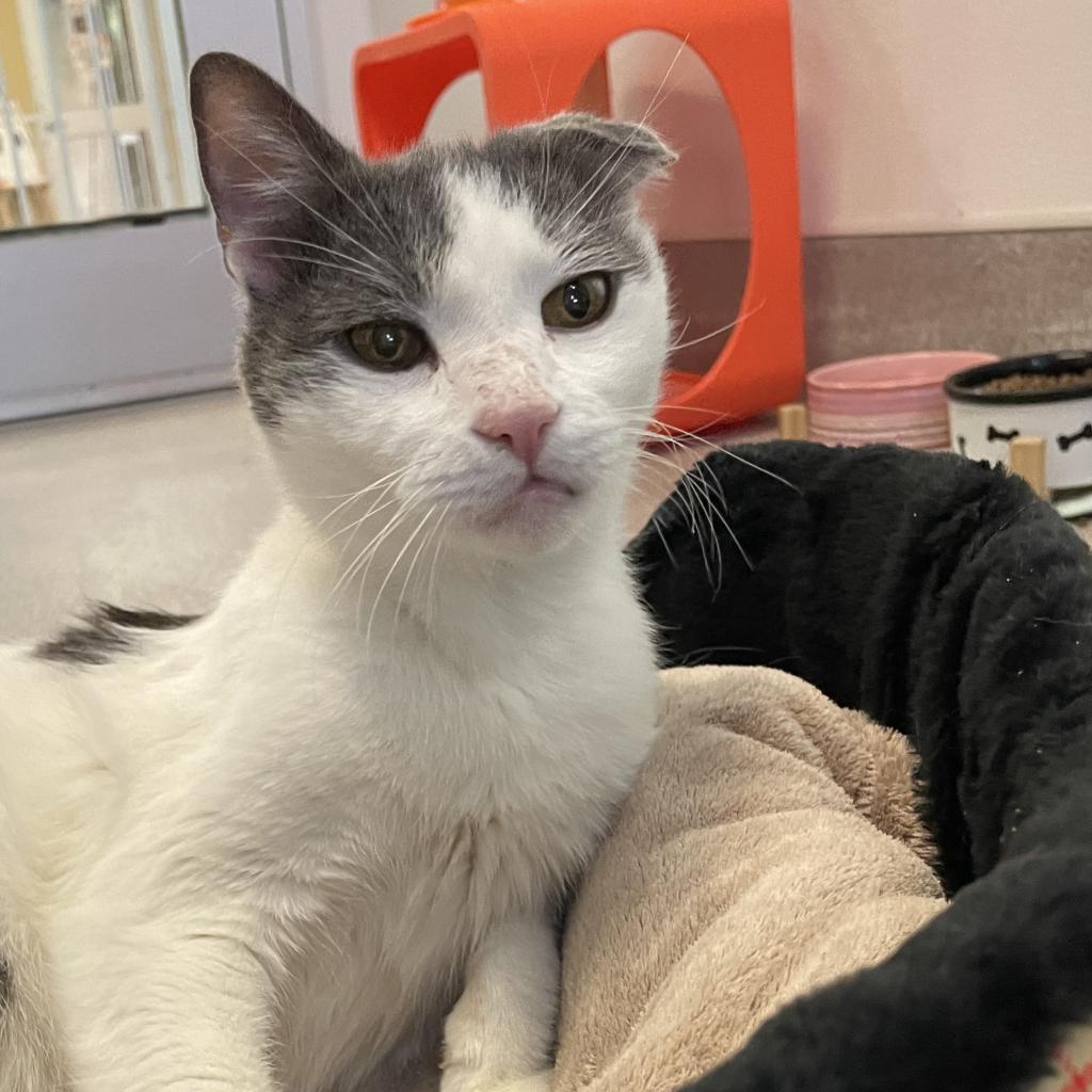 Abu, an adoptable Domestic Short Hair in Palm Springs, CA, 92263 | Photo Image 1