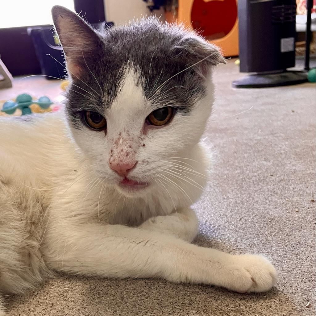 Abu, an adoptable Domestic Short Hair in Palm Springs, CA, 92263 | Photo Image 2
