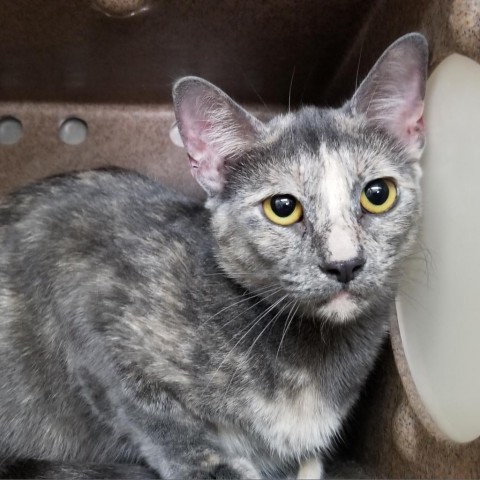 Splat, an adoptable Domestic Short Hair in Abilene, TX, 79602 | Photo Image 1