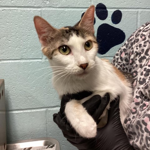 Kahlua, an adoptable Domestic Short Hair in Abilene, TX, 79602 | Photo Image 1