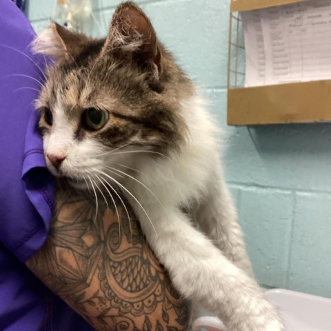 Mama H, an adoptable Domestic Medium Hair in Abilene, TX, 79602 | Photo Image 1