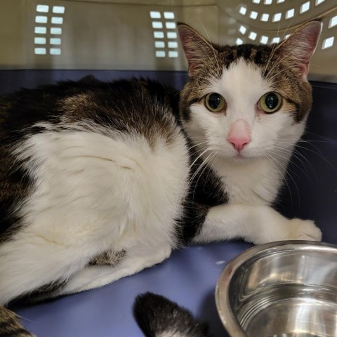 Felix, an adoptable Domestic Short Hair in Abilene, TX, 79602 | Photo Image 1