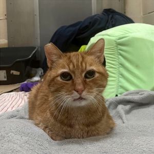 Kia Domestic Short Hair Cat