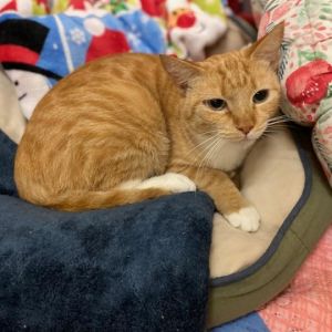 Sunshine is a small girl who came to us with 4 babies She was such a great mom and raised