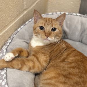 Sunshine is a small girl who came to us with 4 babies She was such a great mom 