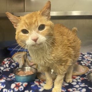 HiIm Jeffrey I am a handsome senior guy looking for a comfy home to enjoy my 