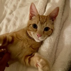Flint Lockwood, Young Male Domestic Short Hair