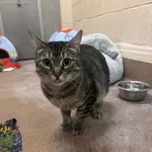 Meet Fabbie Stray Cat Alliance rescued Fabbie from the shelter after she was due to be euthanized 