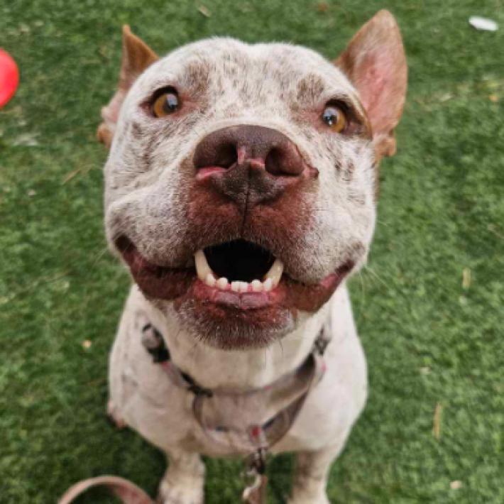 Ghost, an adoptable Pit Bull Terrier, Pointer in Fort Collins, CO, 80526 | Photo Image 1
