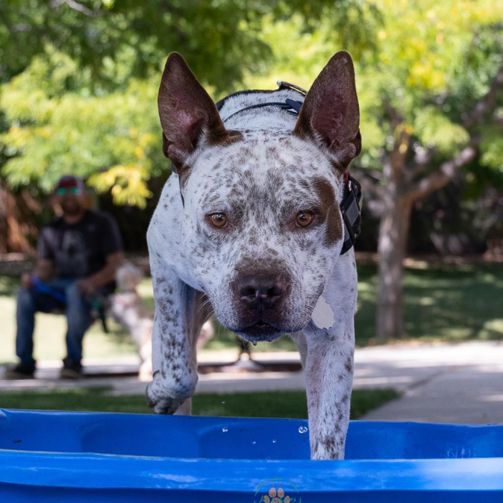 Ghost, an adoptable Pit Bull Terrier, Pointer in Fort Collins, CO, 80526 | Photo Image 2