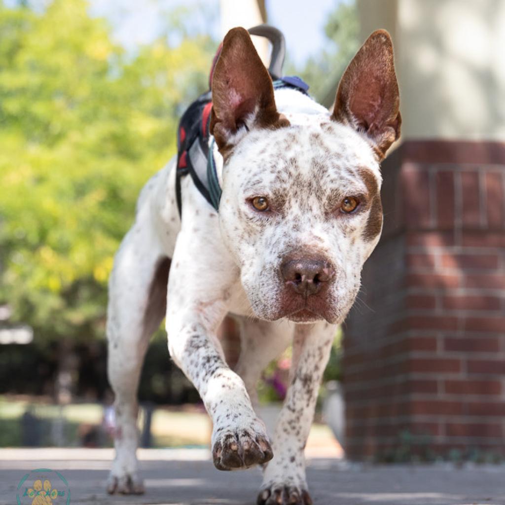 Ghost, an adoptable Pit Bull Terrier, Pointer in Fort Collins, CO, 80526 | Photo Image 3
