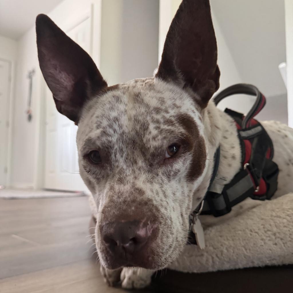 Ghost, an adoptable Pit Bull Terrier, Pointer in Fort Collins, CO, 80526 | Photo Image 6