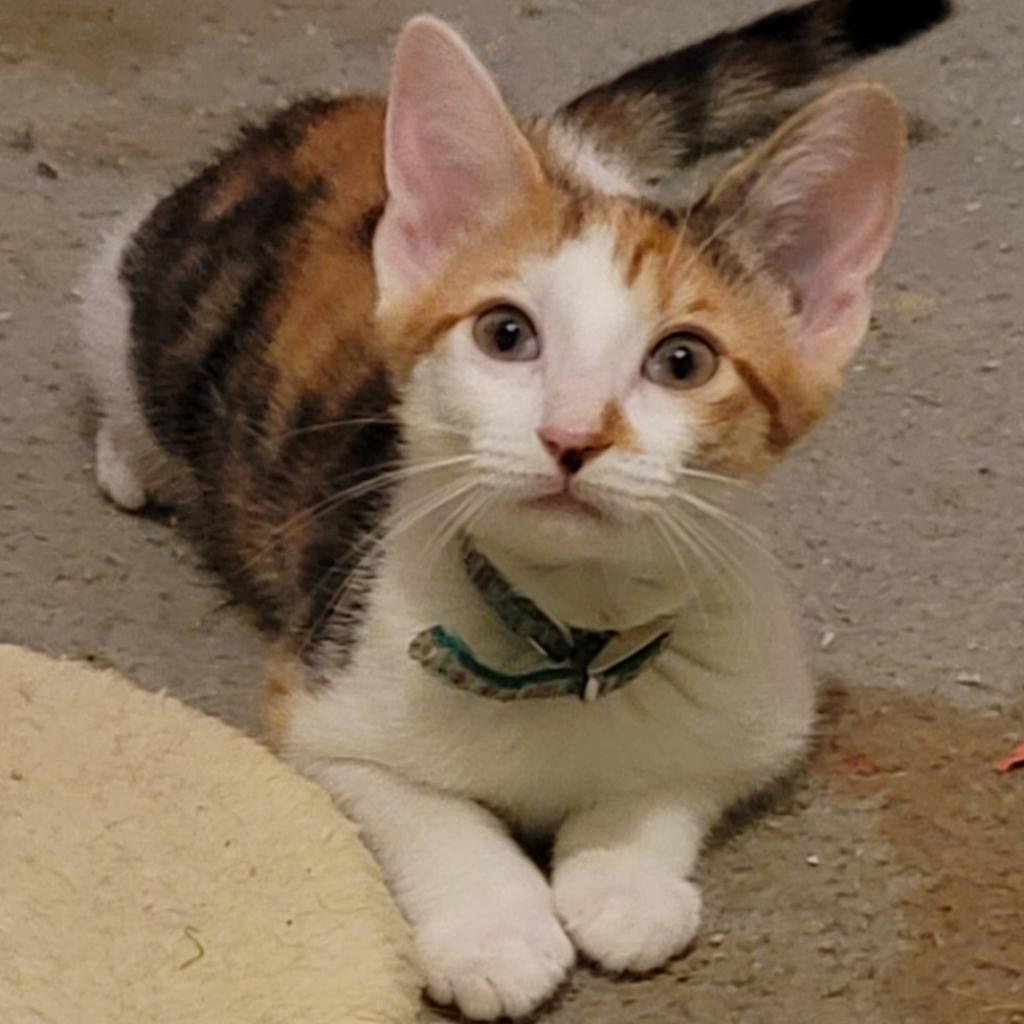Trixie, an adoptable Domestic Short Hair in San Antonio, TX, 78253 | Photo Image 1