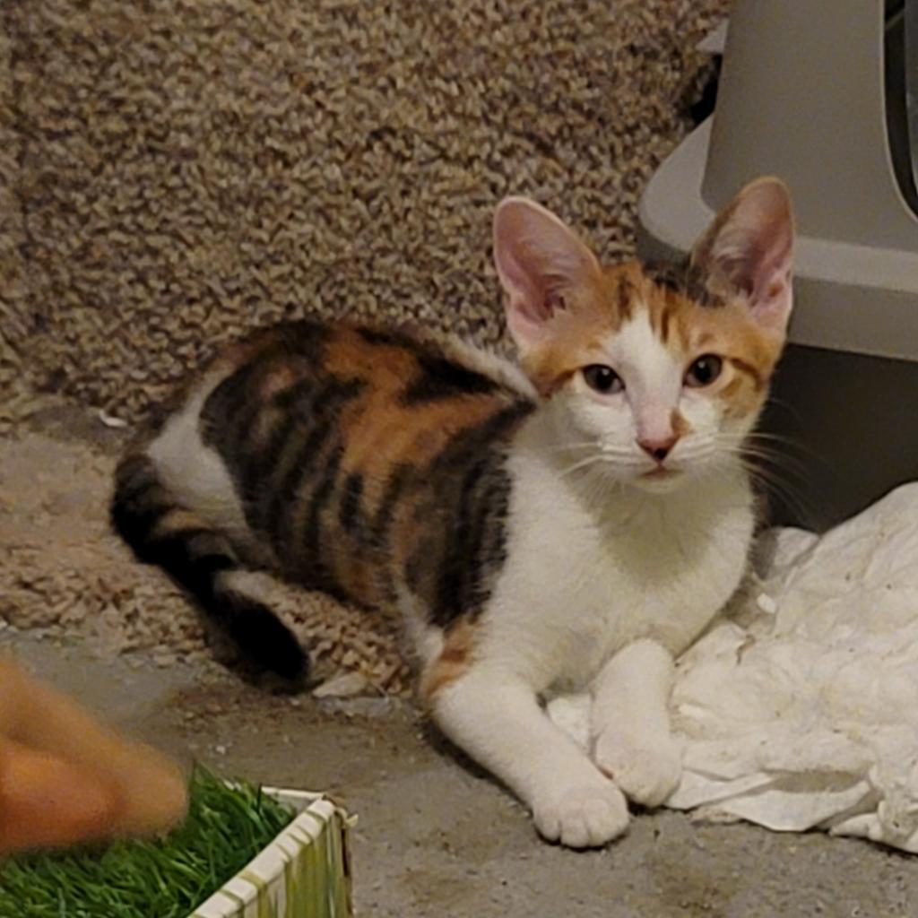 Trixie, an adoptable Domestic Short Hair in San Antonio, TX, 78253 | Photo Image 2
