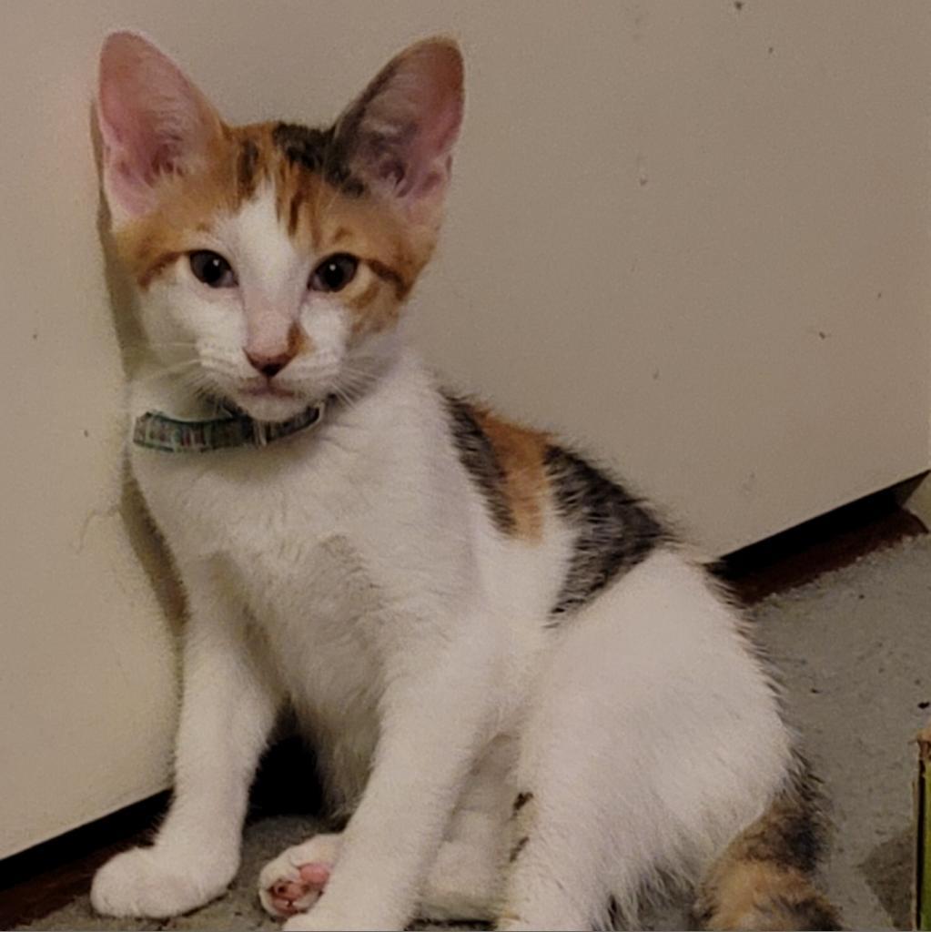 Trixie, an adoptable Domestic Short Hair in San Antonio, TX, 78253 | Photo Image 3