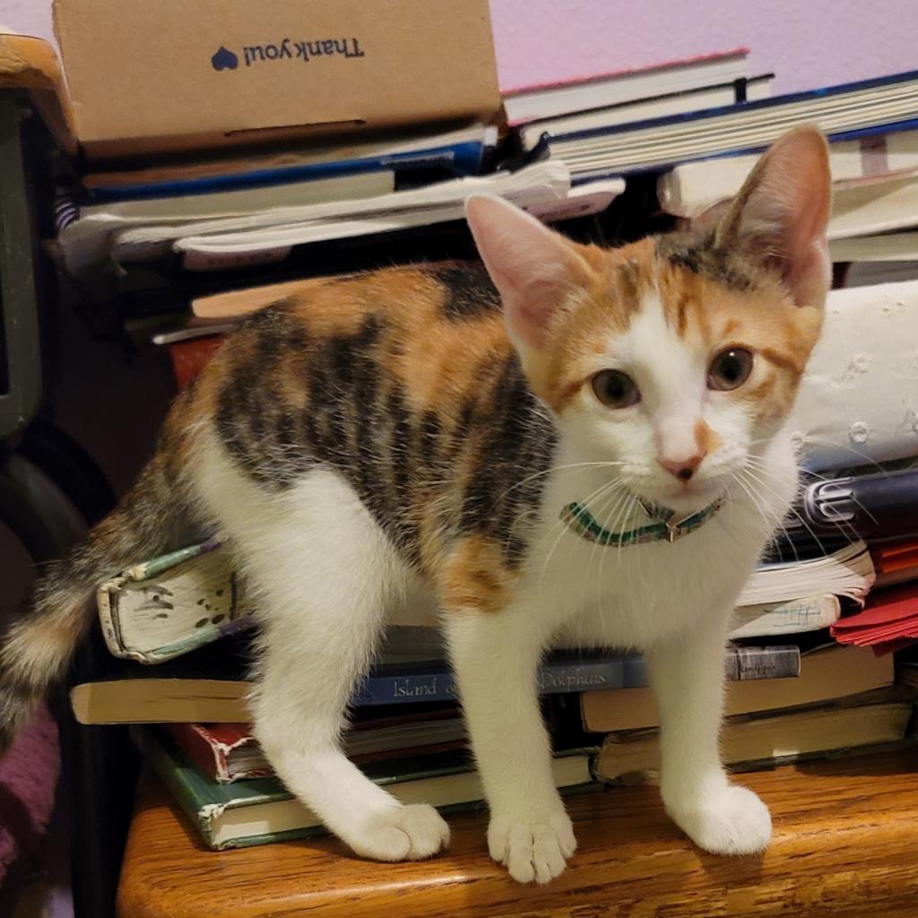 Trixie, an adoptable Domestic Short Hair in San Antonio, TX, 78253 | Photo Image 4