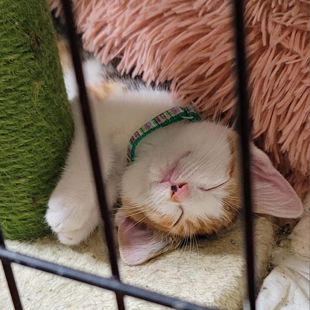 Trixie, an adoptable Domestic Short Hair in San Antonio, TX, 78253 | Photo Image 6