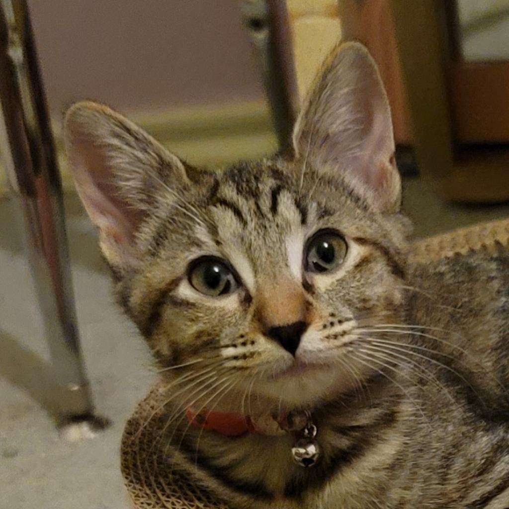 Dixie, an adoptable Domestic Short Hair in San Antonio, TX, 78253 | Photo Image 1