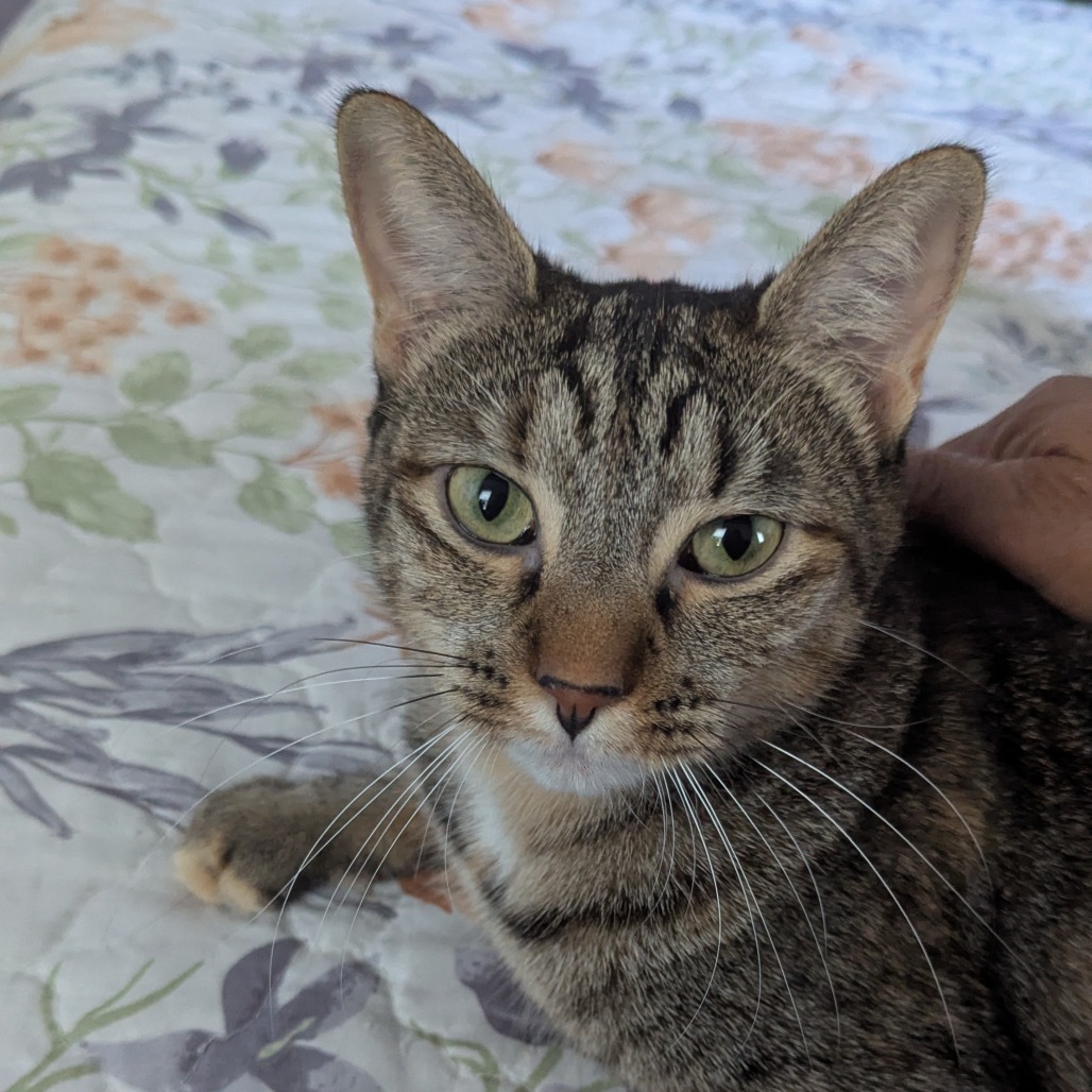 Daisy aka Dixie, an adoptable Domestic Short Hair in San Antonio, TX, 78253 | Photo Image 1