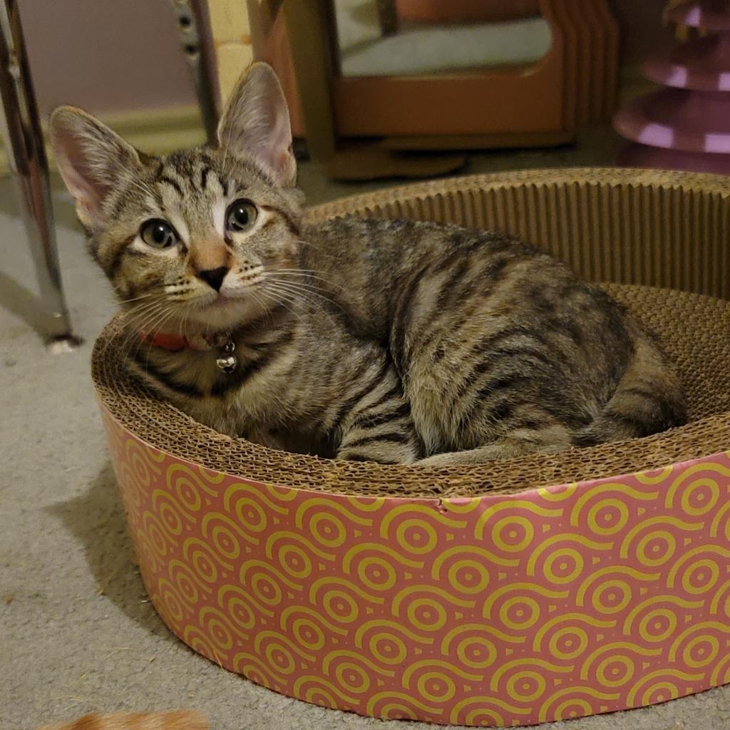 Dixie, an adoptable Domestic Short Hair in San Antonio, TX, 78253 | Photo Image 2