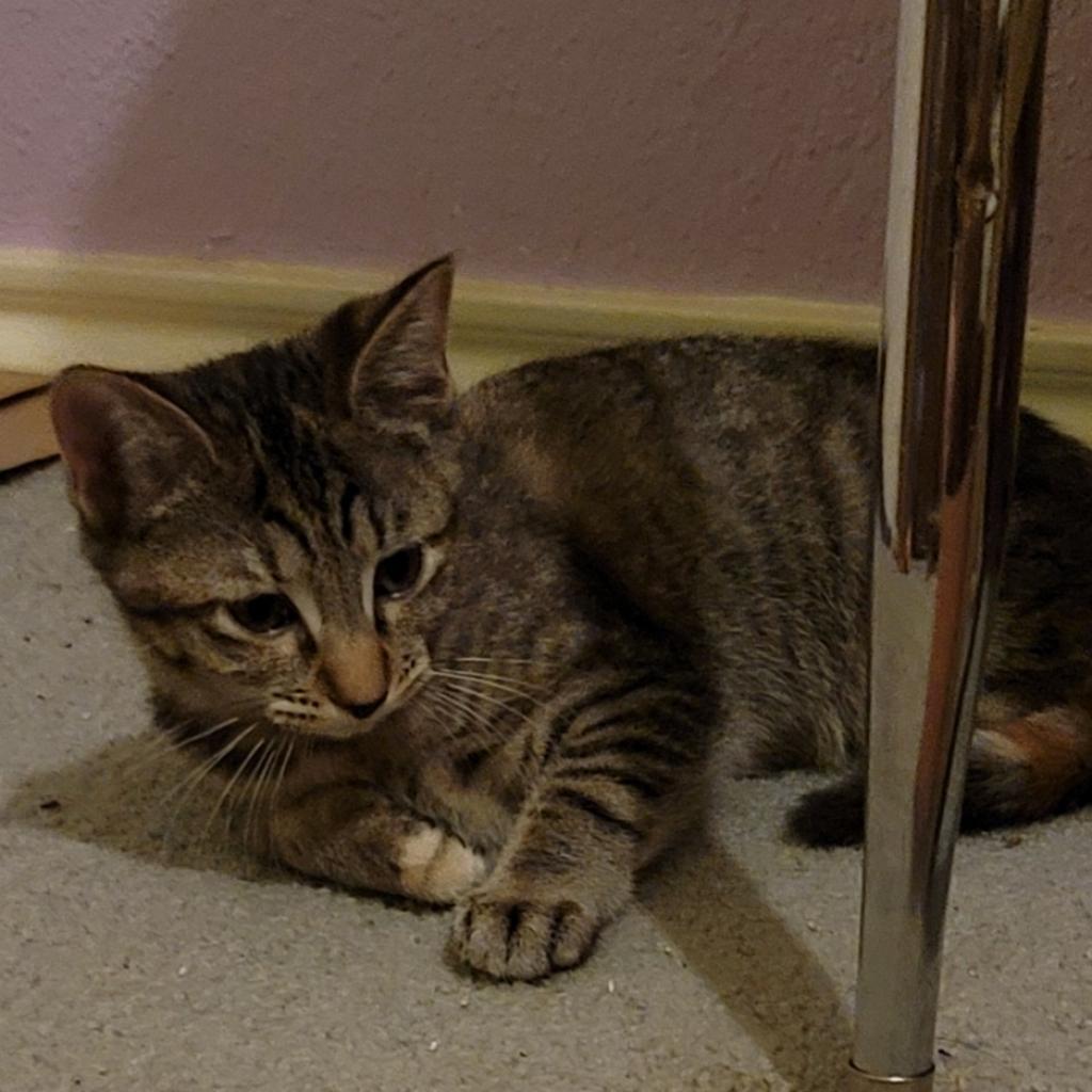 Dixie, an adoptable Domestic Short Hair in San Antonio, TX, 78253 | Photo Image 3