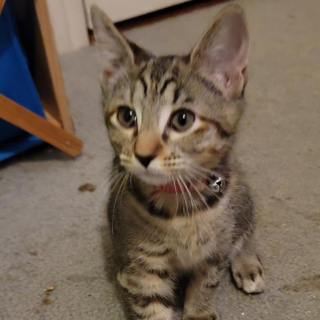 Dixie, an adoptable Domestic Short Hair in San Antonio, TX, 78253 | Photo Image 5