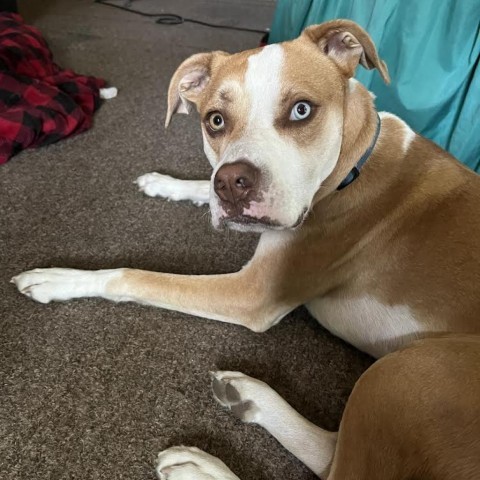 Alton (Jack), an adoptable Pit Bull Terrier in Brainerd, MN, 56401 | Photo Image 1