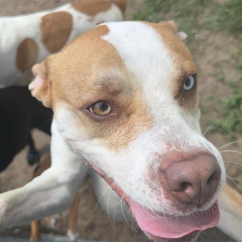 Alton (Jack), an adoptable Pit Bull Terrier in Brainerd, MN, 56401 | Photo Image 2