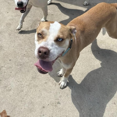 Alton (Jack), an adoptable Pit Bull Terrier in Brainerd, MN, 56401 | Photo Image 4