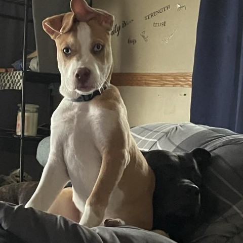 Alton (Jack), an adoptable Pit Bull Terrier in Brainerd, MN, 56401 | Photo Image 6