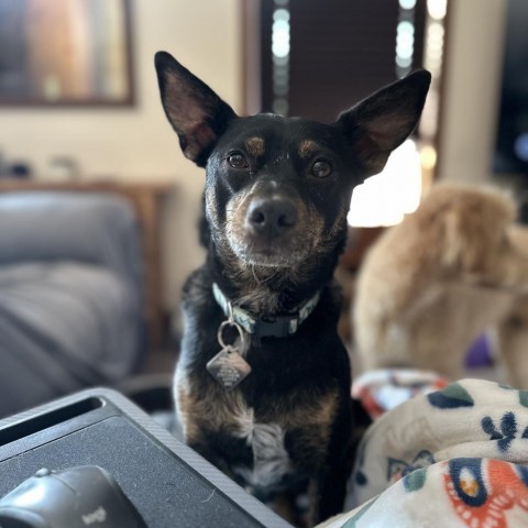 Dunkin, an adoptable Australian Kelpie in Duluth, MN, 55803 | Photo Image 1