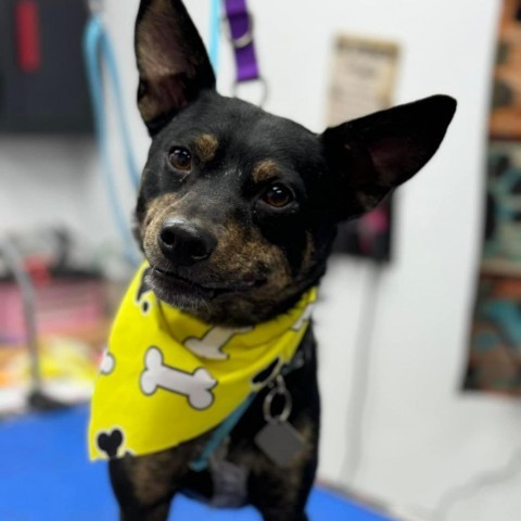 Dunkin, an adoptable Australian Kelpie in Duluth, MN, 55803 | Photo Image 1