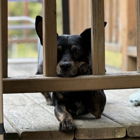 Dunkin, an adoptable Australian Kelpie in Duluth, MN, 55803 | Photo Image 2