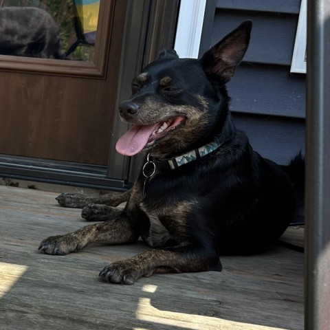 Dunkin, an adoptable Australian Kelpie in Duluth, MN, 55803 | Photo Image 3