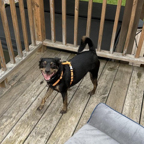 Dunkin, an adoptable Australian Kelpie in Duluth, MN, 55803 | Photo Image 5