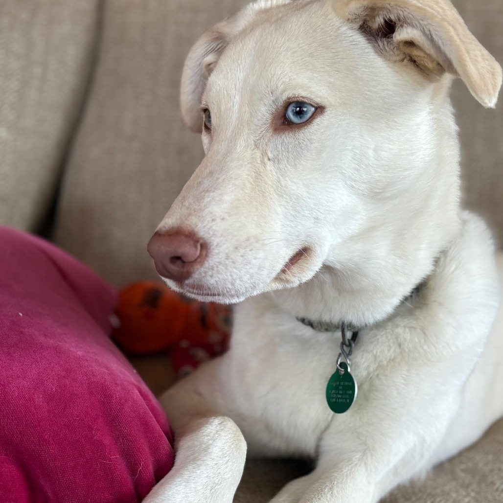 Trout, an adoptable Husky, Labrador Retriever in Sioux Falls, SD, 57106 | Photo Image 1