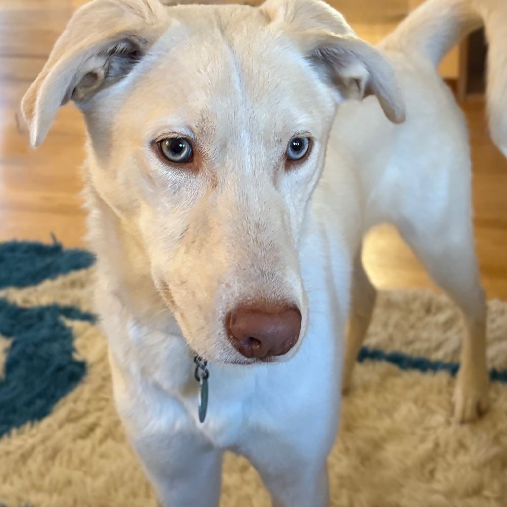 Trout, an adoptable Husky, Labrador Retriever in Sioux Falls, SD, 57106 | Photo Image 1