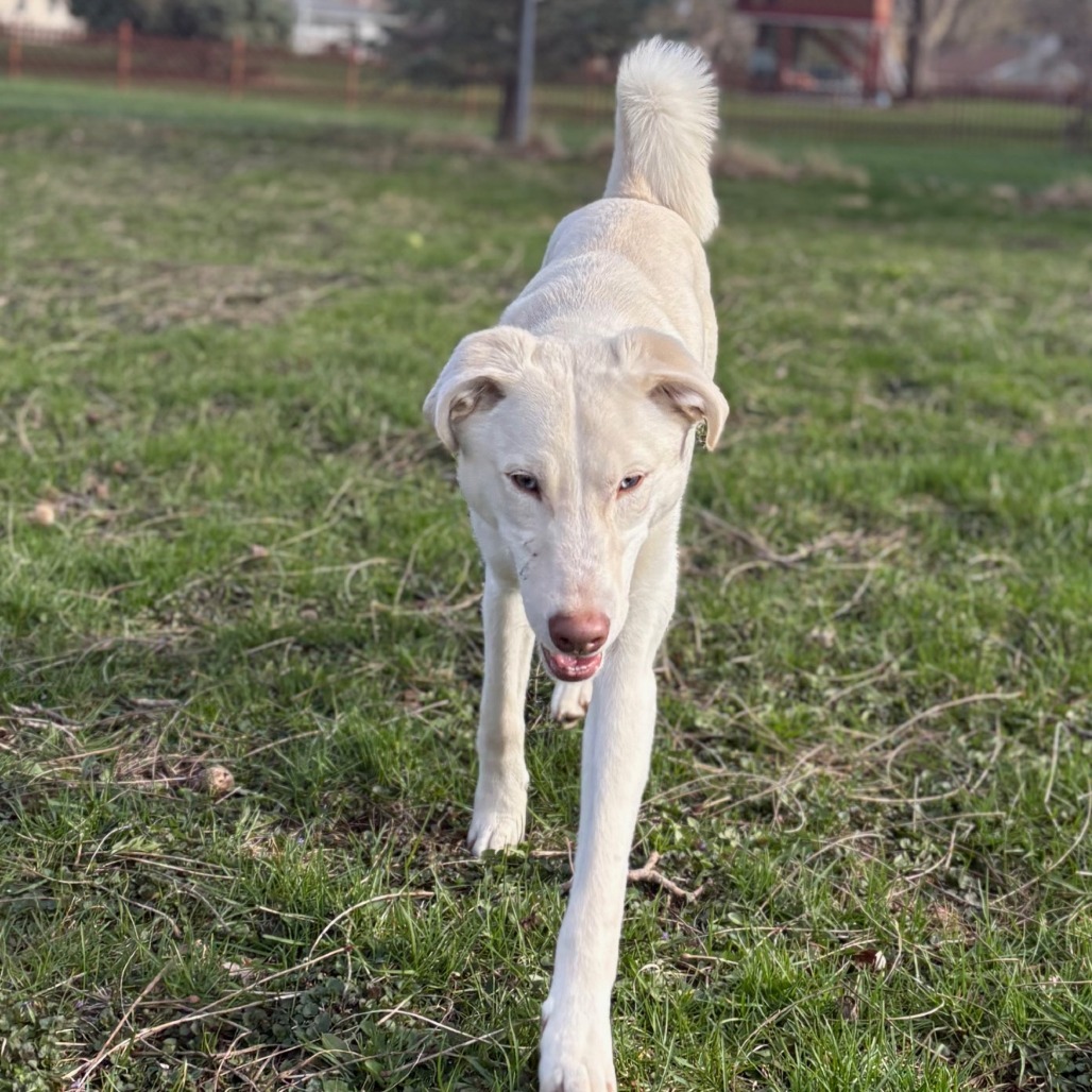 Trout, an adoptable Husky, Labrador Retriever in Sioux Falls, SD, 57106 | Photo Image 2