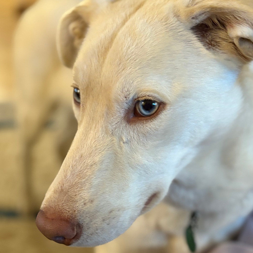 Trout, an adoptable Husky, Labrador Retriever in Sioux Falls, SD, 57106 | Photo Image 3