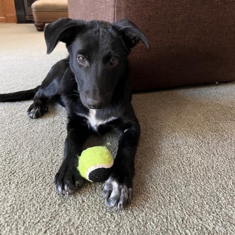 Ruthie, an adoptable Collie in Sioux Falls, SD, 57106 | Photo Image 1