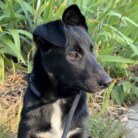 Ruthie, an adoptable Collie in Sioux Falls, SD, 57106 | Photo Image 2