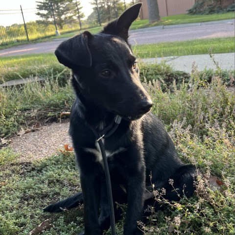 Ruthie, an adoptable Collie in Sioux Falls, SD, 57106 | Photo Image 3