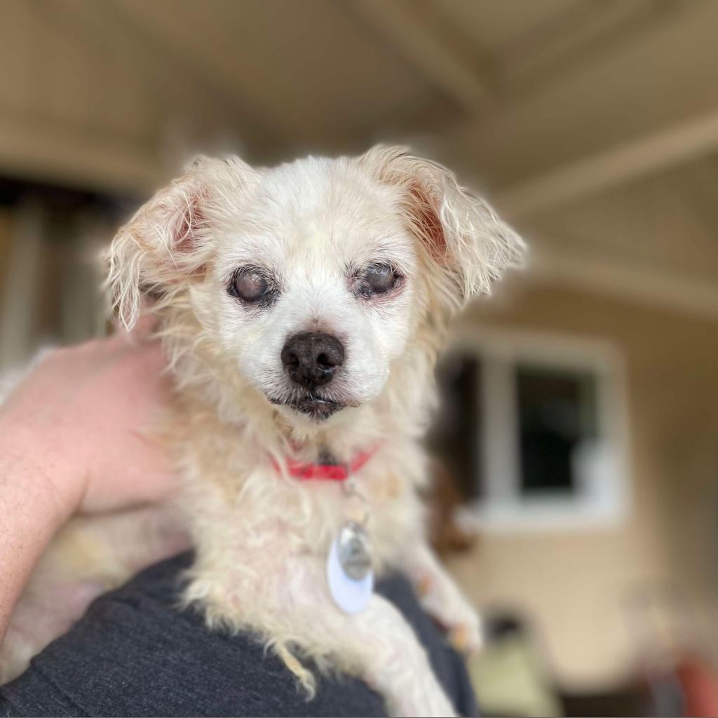 Hope, an adoptable Maltese in Ramona, CA, 92065 | Photo Image 1