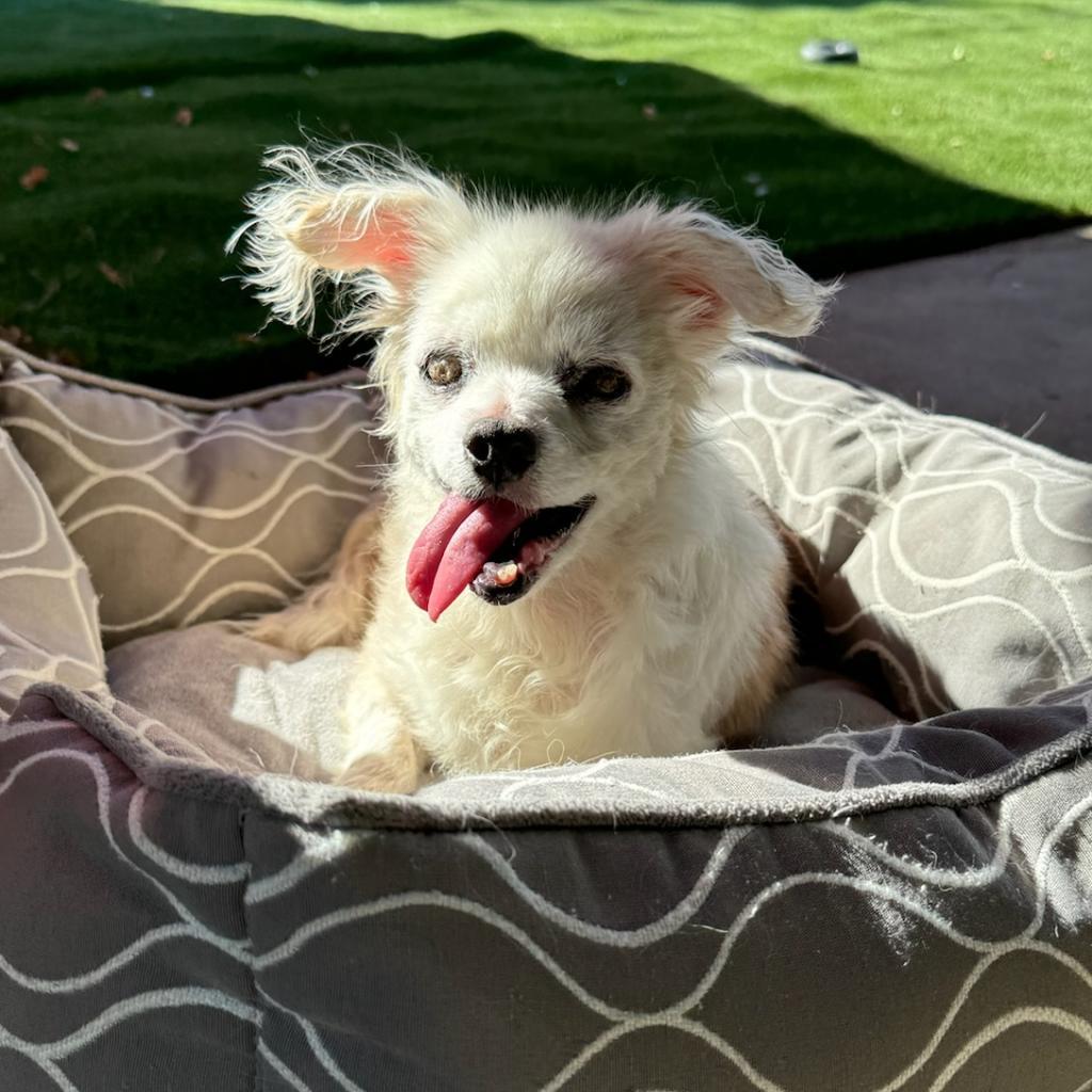 Hope, an adoptable Maltese in Ramona, CA, 92065 | Photo Image 3