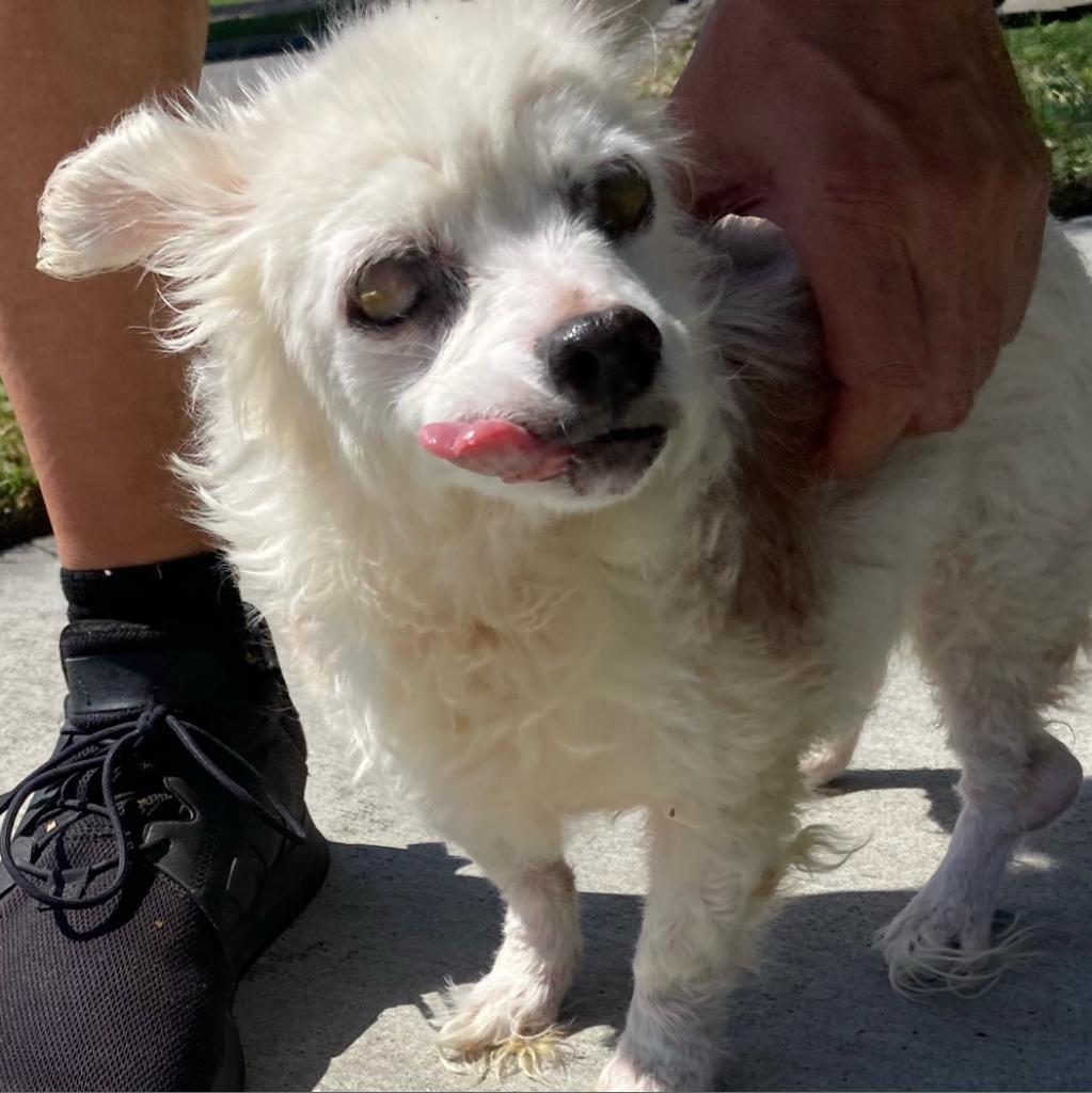 Hope, an adoptable Maltese in Ramona, CA, 92065 | Photo Image 5