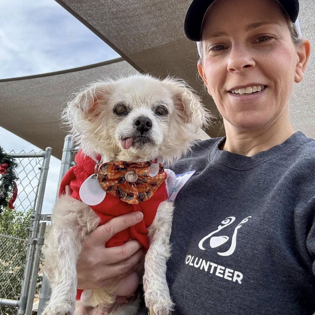 Hope, an adoptable Maltese in Ramona, CA, 92065 | Photo Image 6