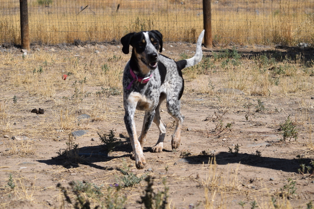 Allie, an adoptable Coonhound, Australian Cattle Dog / Blue Heeler in Salmon, ID, 83467 | Photo Image 1