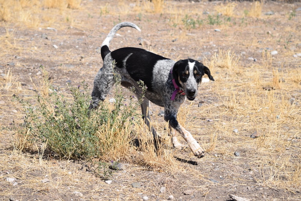 Allie, an adoptable Coonhound, Australian Cattle Dog / Blue Heeler in Salmon, ID, 83467 | Photo Image 3